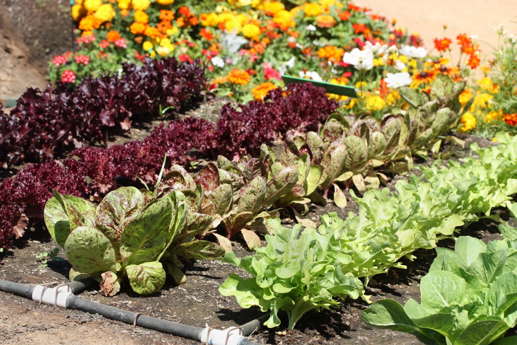 vegetable garden