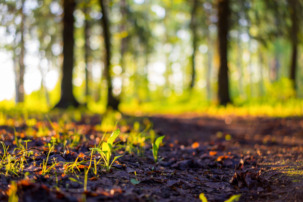 trees and soil