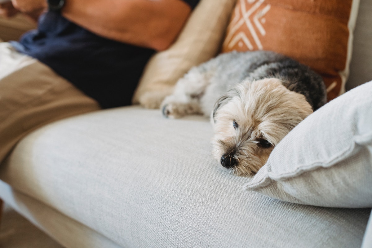 dog on the couch